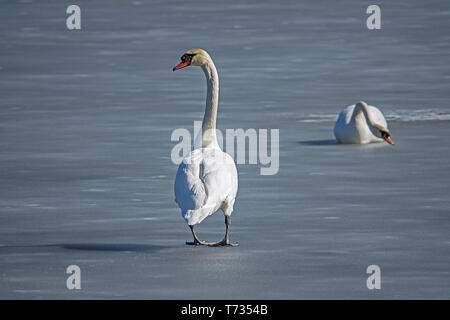 Deux cygnes sur un lac gelé Banque D'Images