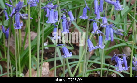 Bluebell Flowers à Bristol woods - Photo prise à Bristol UK Banque D'Images