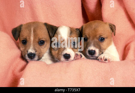 Portée de chiots Jack Russell Banque D'Images