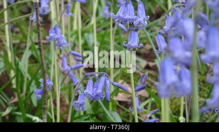 Bluebell Flowers à Bristol woods - Photo prise à Bristol UK Banque D'Images