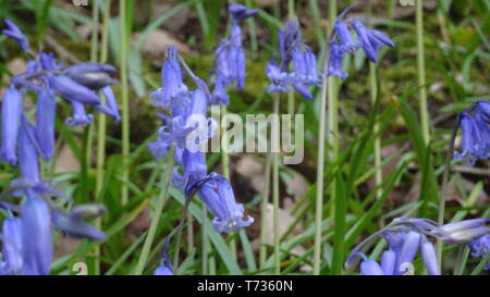 Bluebell Flowers à Bristol woods - Photo prise à Bristol UK Banque D'Images