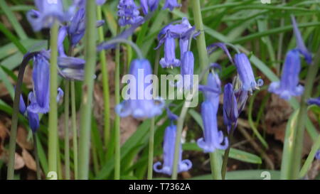 Bluebell Flowers à Bristol woods - Photo prise à Bristol UK Banque D'Images