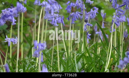 Bluebell Flowers à Bristol woods - Photo prise à Bristol UK Banque D'Images