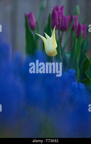 Une seule tulipe blanche s'élève au-dessus d'une mer de muscaris et de pourpre tulipes dans un jardin à l'arrière au début de mai. Banque D'Images