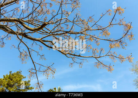 Melia azedarach Chinaberry tree (L) produisant beaucoup de fruits rouges Banque D'Images