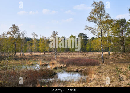 Paysage d'Tevener Heide Parc naturel dans le ressort , Allemagne, Rhénanie du Nord-Westphalie Banque D'Images