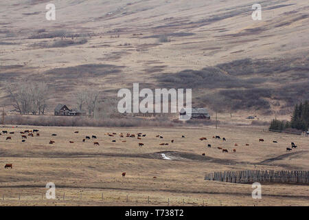 Vieilles fermes historiques parsèment le paysage, des prairies au Canada que celui près de Calgary, Alberta, Canada Banque D'Images