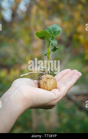 Tubercule de pomme de terre germés avec des feuilles vertes dans woman's hand. Plants de pomme de terre en arrière-plan flou. Jardin contexte avec une faible profondeur de champ. Banque D'Images