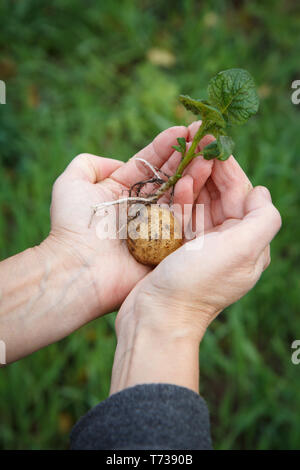 Tubercule de pomme de terre germés avec des feuilles vertes dans les mains. Plants de pomme de terre en arrière-plan flou. Fond vert avec une faible profondeur de champ. Banque D'Images