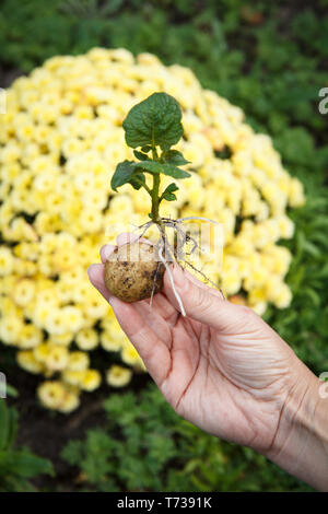 Tubercule de pomme de terre germés avec des feuilles vertes dans woman's hand. Plants de pomme de terre en arrière-plan flou. Profondeur de champ. Banque D'Images