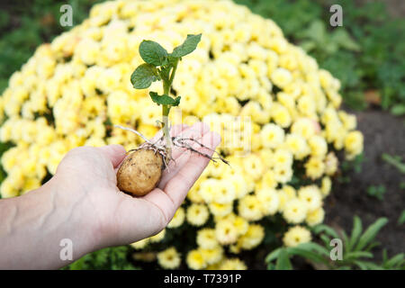 Tubercule de pomme de terre germés avec des feuilles vertes dans woman's hand. Plants de pomme de terre en arrière-plan flou. Profondeur de champ. Banque D'Images