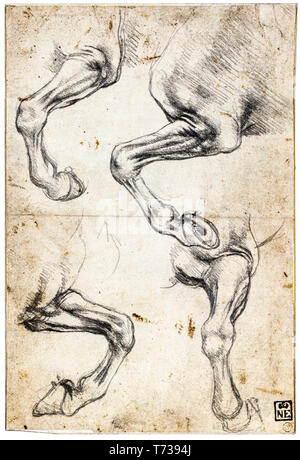 Léonard de Vinci, d'études de la jambe du cheval, craie, dessin anatomique c. 1485 Banque D'Images