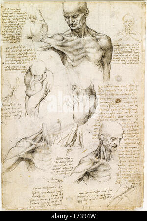 Dessins de Léonard de Vinci, anatomie superficielle de l'épaule et du cou, dessin anatomique, vers 1510 Banque D'Images