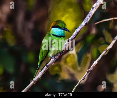 Yala NP - Green Bee Eater Banque D'Images