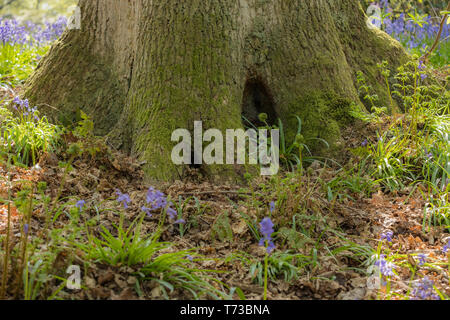 Souche d'arbre bois accueil pour fairy fantasy, un sol de la forêt mystique entouré de jacinthes. Banque D'Images