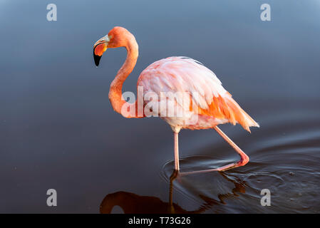 Caribean (américain) dans les lagons de flamingo Puerto Villamil Isabela, l'île de Galapagos. Banque D'Images