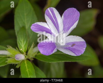 Superbe et rare Mauve et blanc à rayures et boutons de fleurs cristata Barleria 'Jet Streak' contre l'arrière-plan de feuilles vert clair Banque D'Images