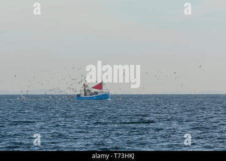 Bateau de pêche entouré par les mouettes Banque D'Images