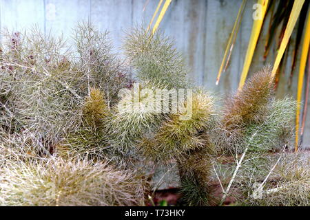 Fenouil Bronze, Foeniculum vulgare, est une espèce de plantes à fleurs de la famille. Une plante herbacée vivace à fleurs jaunes et feuilles duveteuses. Banque D'Images