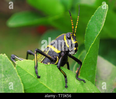 L'Lubber Grasshopper (Taeniopoda eques) de Concepcion de Buenos Aires, JAL, Mexique Banque D'Images