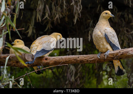 Pied Trois Pigeons impériale (Ducula bicolor) sur une branche, trouvés en Asie du sud-est Banque D'Images