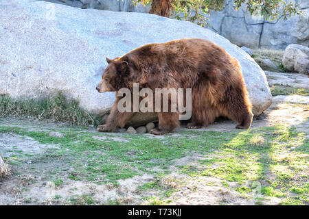 Close up de l'ours noir, ursus americanus, marche à pied, vue de côté, la lumière de l'arrière. L'ours noir est le seul en ce moment l'ours vivant en Californie. Banque D'Images