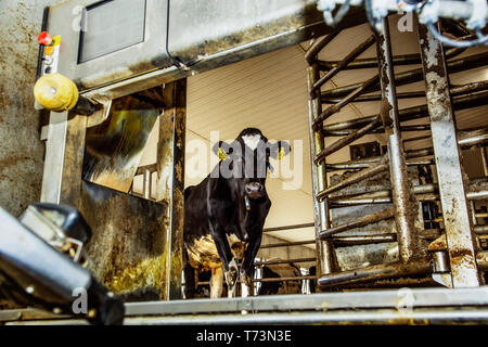 La vache Holstein à la recherche d'une stalle de traite en attente d'être traites en utilisant un équipement de traite automatisée sur une ferme laitière robotisée, au nord d'Edmonton Banque D'Images