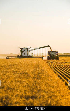 Une moissonneuse-batteuse de blé d'hiver de récoltes pendant le déchargement dans un wagon de grain sur le rendez-vous, près de Niverville, au Manitoba, Canada Banque D'Images