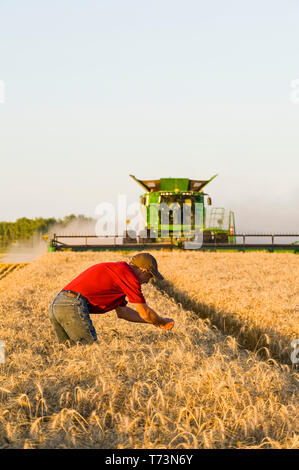 Un agriculteur examine la récolte alors qu'une moissonneuse-batteuse récoltes de blé d'hiver, près de Niverville, au Manitoba, Canada Banque D'Images