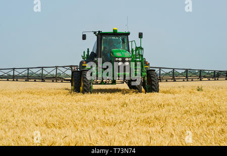 Un pulvérisateur à grande hauteur de déversement donne une application chimique de sol d'herbicide au blé d'hiver mûr afin de tuer les mauvaises herbes et de sécher la récolte, près... Banque D'Images