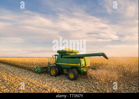 Une moissonneuse-batteuse travaille dans un champ de maïs-grain à l'alimentation et de maturité au cours de la récolte, près de Niverville, au Manitoba, Canada Banque D'Images