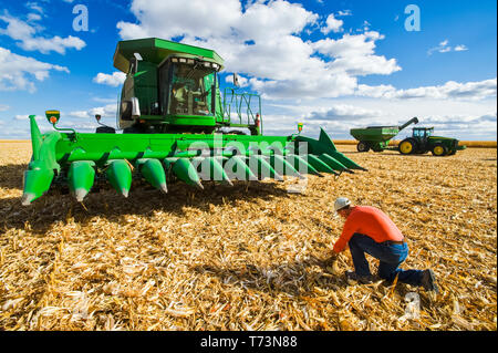 Un agriculteur examine les résidus de maïs devant une moissonneuse-batteuse avec un tracteur et une remorque autochargeuse en arrière-plan, pendant les récoltes de maïs d'alimentation/grain... Banque D'Images