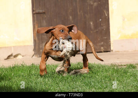 Belle Rhodesian Ridgeback puppy dans le jardin Banque D'Images