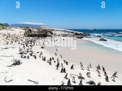 Colonie de pingouins africains (Spheniscus demersus) à la plage de Boulders, Simon's Town, Cape Town, Western Cape, Afrique du Sud Banque D'Images