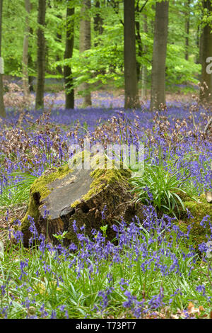 Bluebell Wood, County Durham, Royaume-Uni Banque D'Images