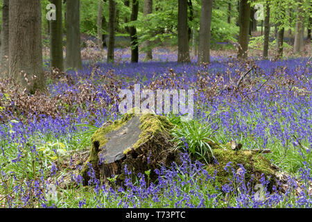 Bluebell Wood, County Durham, Royaume-Uni Banque D'Images