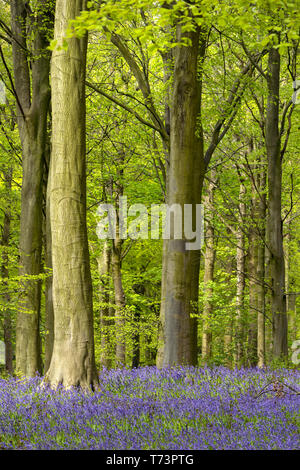 Bluebell Wood, County Durham, Royaume-Uni Banque D'Images