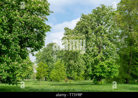 Aesculus hippocastanum. Les marronniers en fleurs dans la campagne de l'Oxfordshire. L'Angleterre Banque D'Images