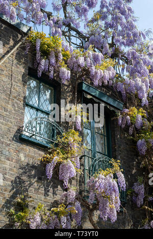 Couvrant une glycine au printemps avant de la chambre. Kynance Mews, South Kensington, Londres, SW7. L'Angleterre Banque D'Images