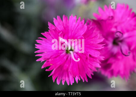 Belle Dianthus gratianopolitanus Firewitch' 'Fleur Fleur avec étamines blanc floue Banque D'Images