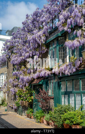 Couvrant une glycine au printemps avant de la chambre. Kynance Mews, South Kensington, Londres, SW7. L'Angleterre Banque D'Images