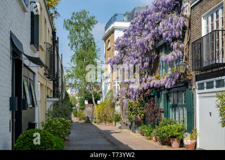 Couvrant une glycine au printemps avant de la chambre. Kynance Mews, South Kensington, Londres, SW7. L'Angleterre Banque D'Images