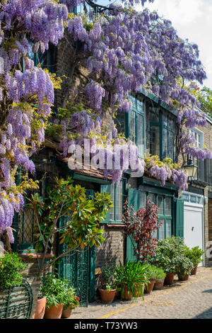 Couvrant une glycine au printemps avant de la chambre. Kynance Mews, South Kensington, Londres, SW7. L'Angleterre Banque D'Images