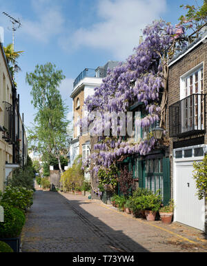 Couvrant une glycine au printemps avant de la chambre. Kynance Mews, South Kensington, Londres, SW7. L'Angleterre Banque D'Images