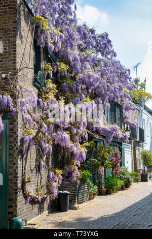 Couvrant une glycine au printemps avant de la chambre. Kynance Mews, South Kensington, Londres, SW7. L'Angleterre Banque D'Images