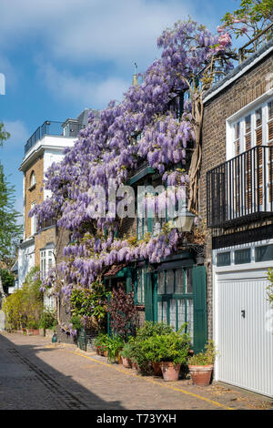 Couvrant une glycine au printemps avant de la chambre. Kynance Mews, South Kensington, Londres, SW7. L'Angleterre Banque D'Images