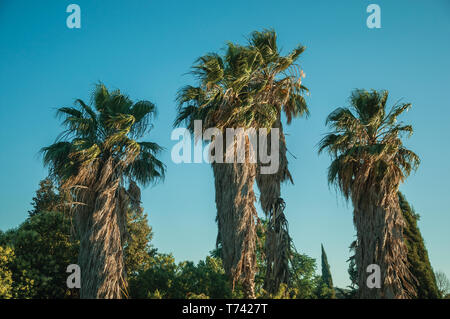 Paysage de campagne verdoyante avec de la cime des palmiers au coucher du soleil sur une ferme près de Elvas. Une charmante ville sur la frontière de l'est du Portugal. Banque D'Images