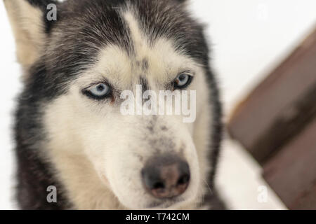 Close up blue-eyed adultes gris portrait de chien husky de Sibérie Banque D'Images