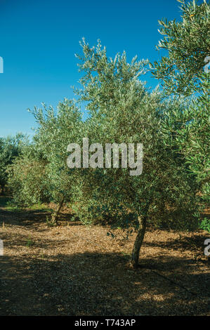 Verger verdoyant avec des oliviers plein de fruits pas encore mûrs, dans une petite ferme près de Elvas. Une charmante ville sur la frontière de l'est du Portugal. Banque D'Images