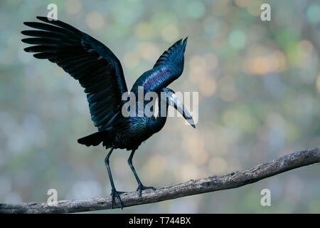 African openbill Anastomus lamelligerus) stork (marcher sur une branche, l'arrière-plan flou Banque D'Images